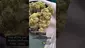Video Thumbnail: CannaTEE