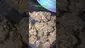 Video Thumbnail: Concanna
