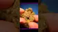 Video Thumbnail: God in the Grass