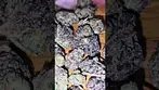 Vasco Blueberry Bannana T28 - Non Irradiated - #ciphergenetics Blueberry Tahoe and Thin Mint GSC*tbc