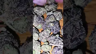 Vasco Blueberry Bannana T28 - Non Irradiated - #ciphergenetics Blueberry Tahoe and Thin Mint GSC*tbc