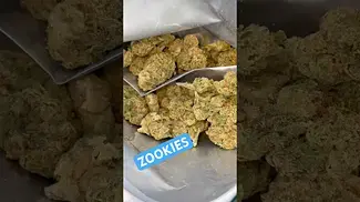 Click here for the ZOOKIES