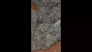 Gelato #33 X Orange Cake (Lot420 AAAA) first look 
