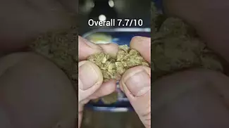 Sitka Legends - Kim's Sweet Diesel | UK Medical