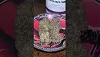 Aurora Pedanios ~ Chemango Kush (28%)