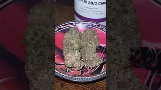 Aurora Pedanios ~ Chemango Kush (28%)