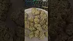 Watermelon Zkittlez By Common Roots UK Medical Flower First Impressions