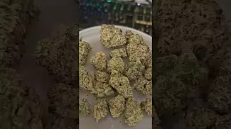 Watermelon Zkittlez By Common Roots UK Medical Flower First Impressions