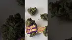 Purple Octane by Upstate IPS T28 UK Medical BN260413062 XD12JUL26