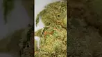 Grassroots gorilla rainbow medical cannabis uk review