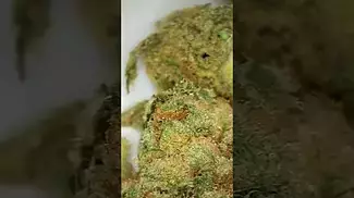 Grassroots gorilla rainbow medical cannabis uk review