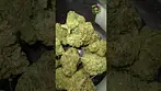 Upstate | Fight Club | UK Medical Flower | First Look 