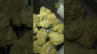 Upstate | Fight Club | UK Medical Flower | First Look 
