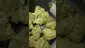 Video Thumbnail: VIP THC