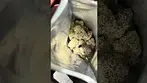 Sticky Cake “Smalls” by Humble Buds