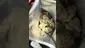 Video Thumbnail: High Jack