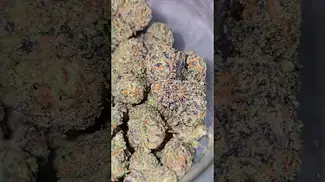 Four20 - Gastro Pop - T31 - (Apples & Bananas x Grape Gas #7) Sour Dank fruit. Potent Indica. Smooth