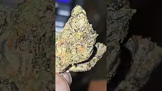 UK MEDICAL FLOWER - LEMON CHERRY GELATO T19 - CLEAN SMOOTH SWEET RELAXATION APPETITE 
