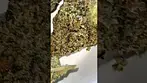 GAS CAKE OSTARA #medicalcannabis #alternaleaf #cannabiscommunity #cannabisreview  #ukcanna
