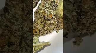 GAS CAKE OSTARA #medicalcannabis #alternaleaf #cannabiscommunity #cannabisreview  #ukcanna