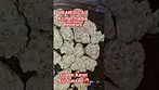 Azztecmedia Reviews Green Karat Fiji Sunset  T29 #UK #medicalcannabiscommunity #anxiety