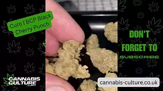 UK Medical | Curo BCP Black Cherry Punch #420 #medical #cannabiseducation #cannabisculture