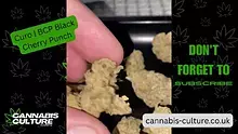 Cannabis Culture  Video Thumbnail