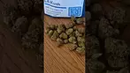 A look at curaleaf' l.a kush