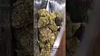UK Medical Flower. Dalgety HSAL 30%.