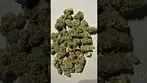 Four GMOs Slaps #medicalcannabis 26% thc (it’s a Bargain)