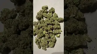 Four GMOs Slaps #medicalcannabis 26% thc (it’s a Bargain)