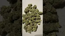Strange Life 420 Video Thumbnail