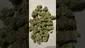 Video Thumbnail: Strange Life 420