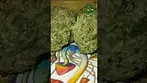Common Roots - Watermelon Skittlez - T25 - UK medical flower - check the comments for the review