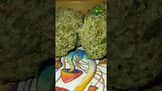 Common Roots - Watermelon Skittlez - T25 - UK medical flower - check the comments for the review