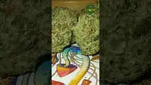 VIP THC Video Thumbnail