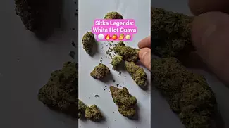Sitka Legends - White Hot Guava (T26%)(UK Medical Cannabis Prescription)
