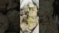 Video Thumbnail: Henry Hemp