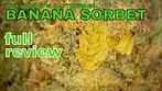 BANANA SORBET | Roxton Air & Cantourage | FULL REVIEW