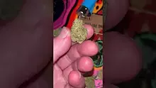 St0nerLukas Video Thumbnail
