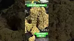Green Karat - Pave S1 | UK Medical Flower - First Look