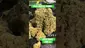 Video Thumbnail: Smokie McGreen