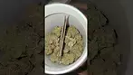 Peace Naturals  Atomic Sour Grapefruit medical ukmedicalcannabis flower healing