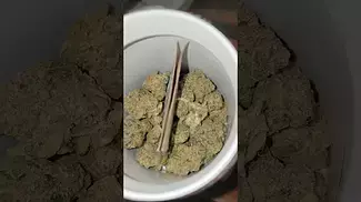 Peace Naturals  Atomic Sour Grapefruit medical ukmedicalcannabis flower healing