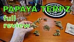 PAPAYA TERPZ | Terpz and Cuntourage | FULL REVIEW (no scope or purpl pro tho!)