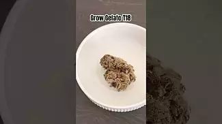 Grow Gelato Review T18 #ukmedicalcannabis #medicalcannabis