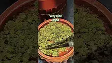 THC Bunny Video Thumbnail