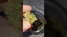 Green Script Reviews Video Thumbnail