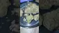 Video Thumbnail: Concanna