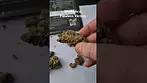 Mamedica - Flawless Victory (27%)(UK Medical Cannabis Prescription)